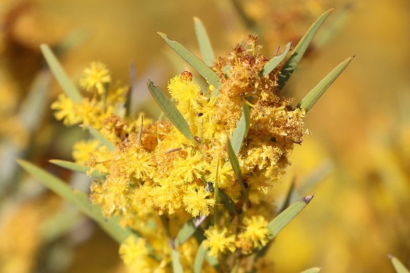 Acacia hemiteles photo 5