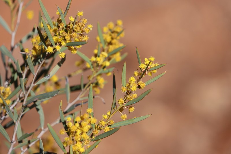 Acacia hemiteles photo 6