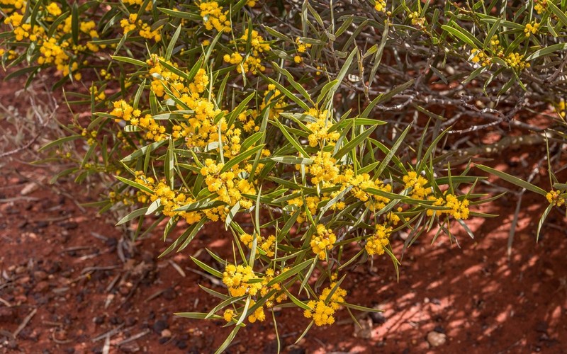 Acacia hemiteles photo 8