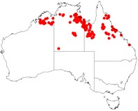 Acacia hemsleyi