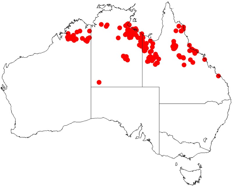 Acacia hemsleyi