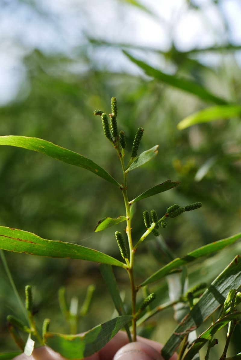 Acacia hemsleyi photo 2