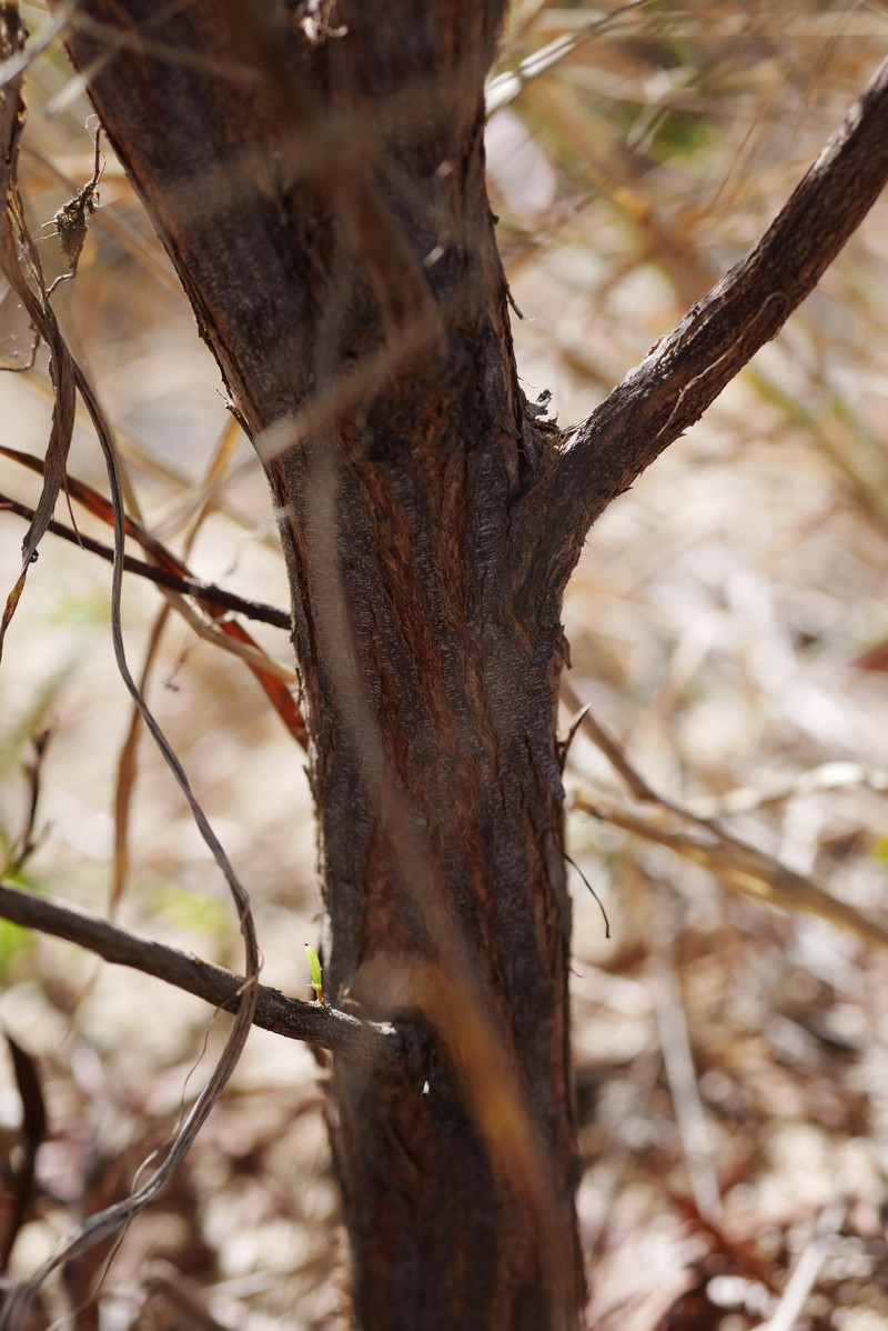 Acacia hemsleyi photo 3