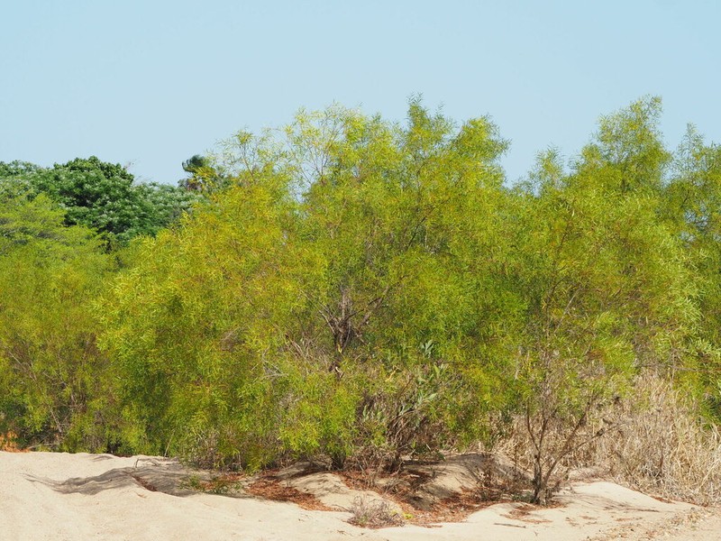 Acacia hemsleyi photo 4
