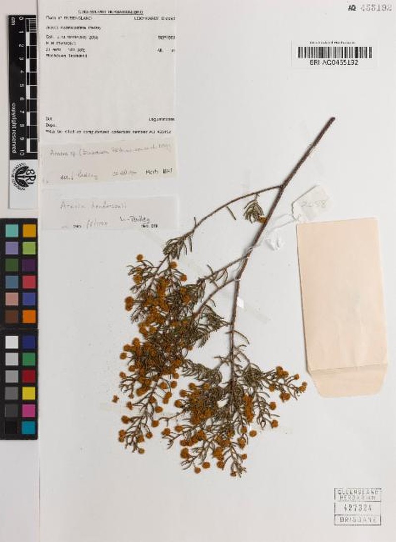 Acacia hendersonii