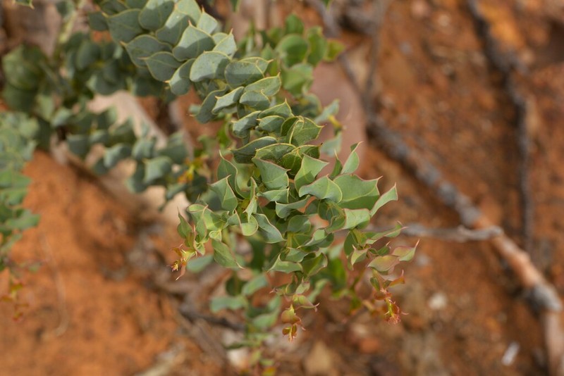 Acacia heterochroa photo 2