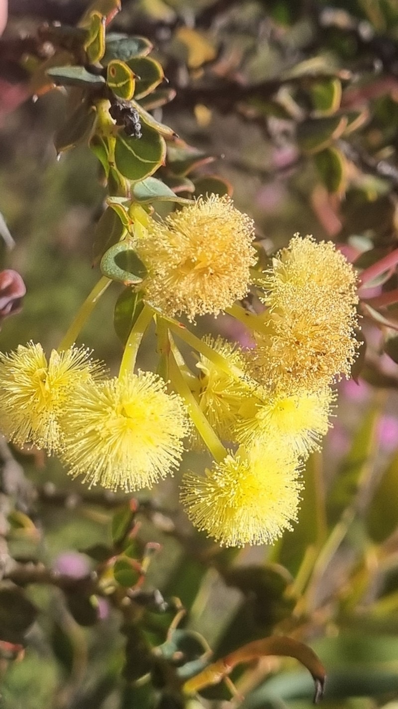 Acacia heterochroa photo 4