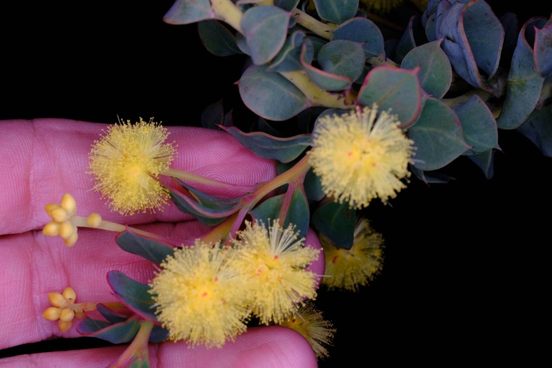 Acacia heterochroa subsp. heterochroa photo 4