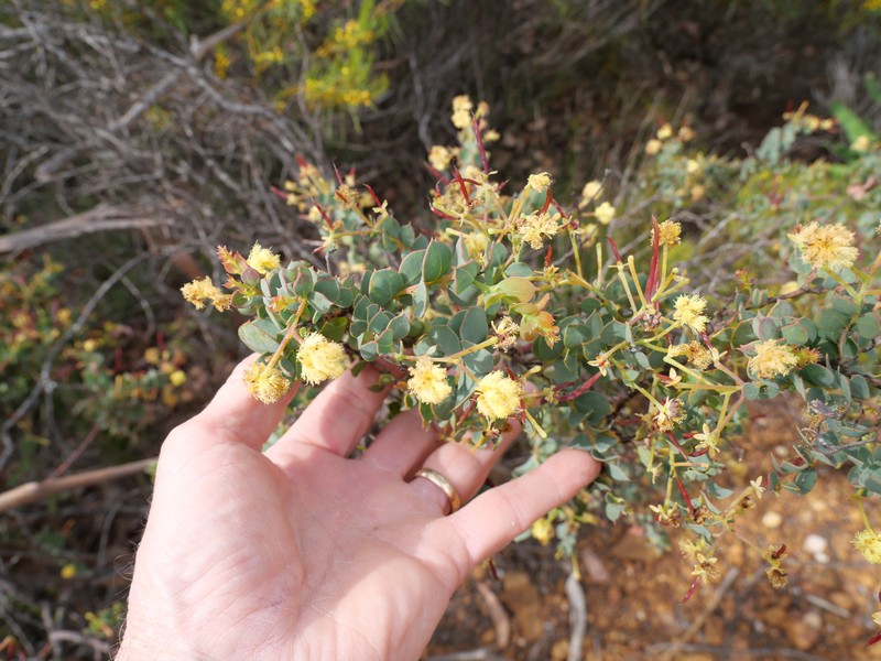 Acacia heterochroa subsp. heterochroa photo 6