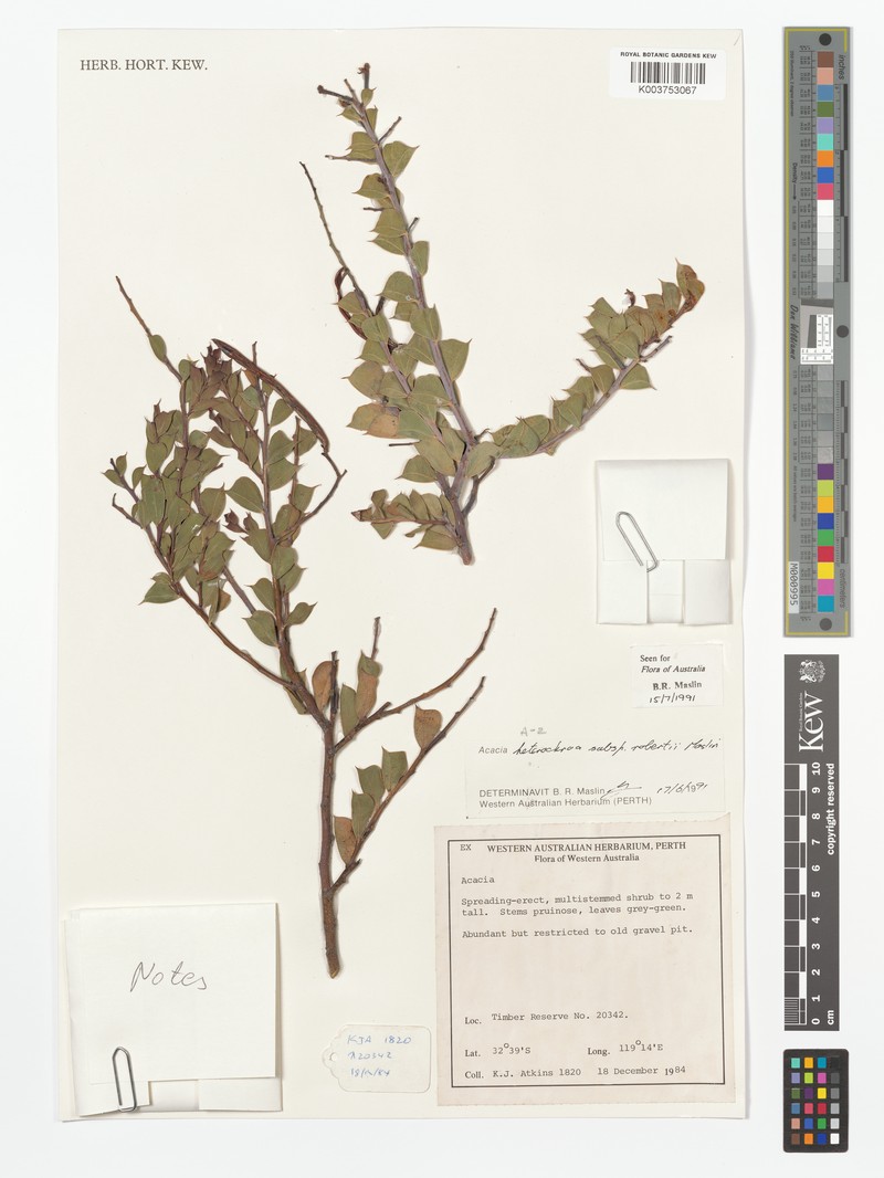 Acacia heterochroa subsp. robertii