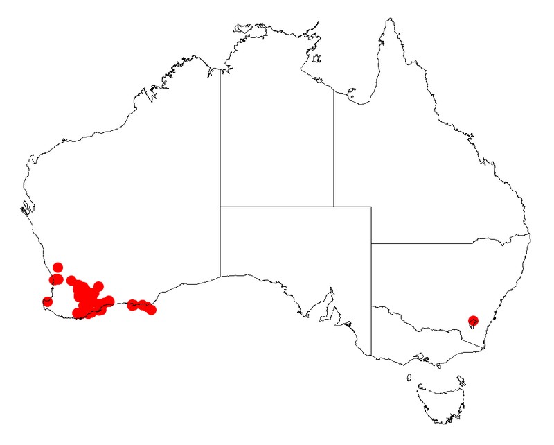 Acacia heteroclita