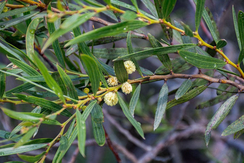 Acacia heteroclita photo 2