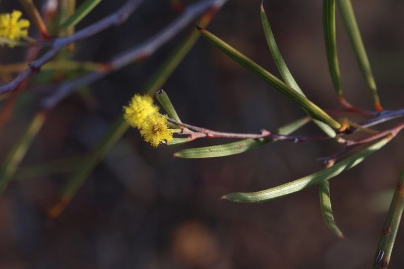 Acacia heteroclita photo 3
