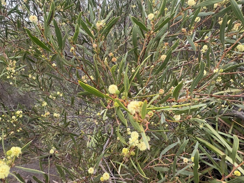 Acacia heteroclita photo 4