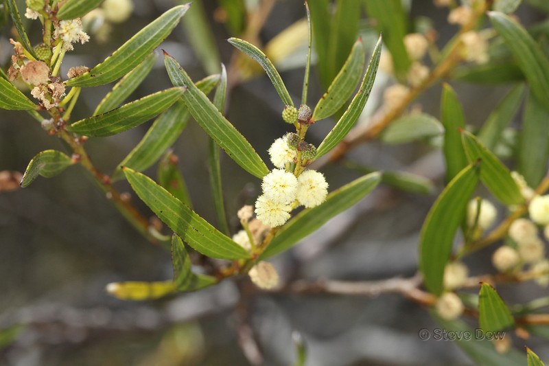 Acacia heteroclita photo 5