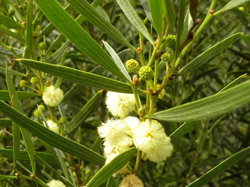 Acacia heteroclita photo 7