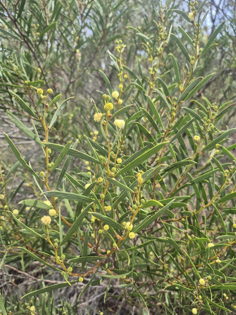 Acacia heteroclita photo 8