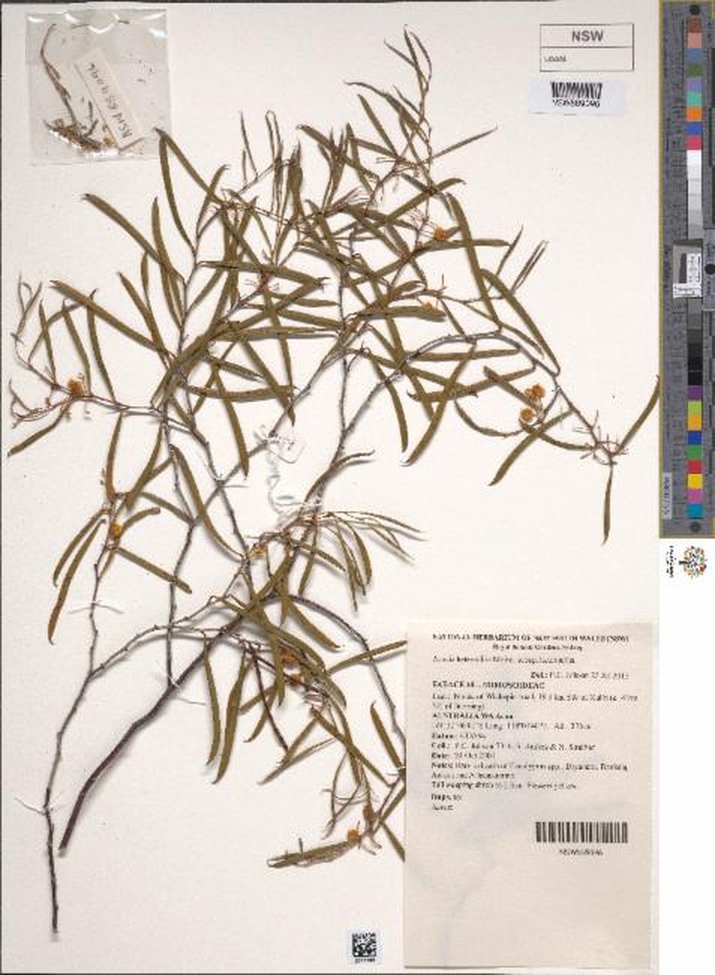 Acacia heteroclita subsp. heteroclita
