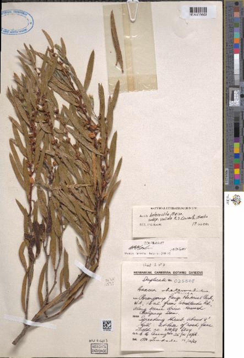 Acacia heteroclita subsp. valida