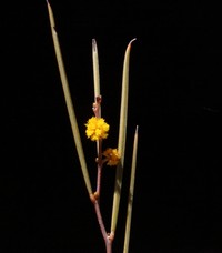 Acacia heteroneura