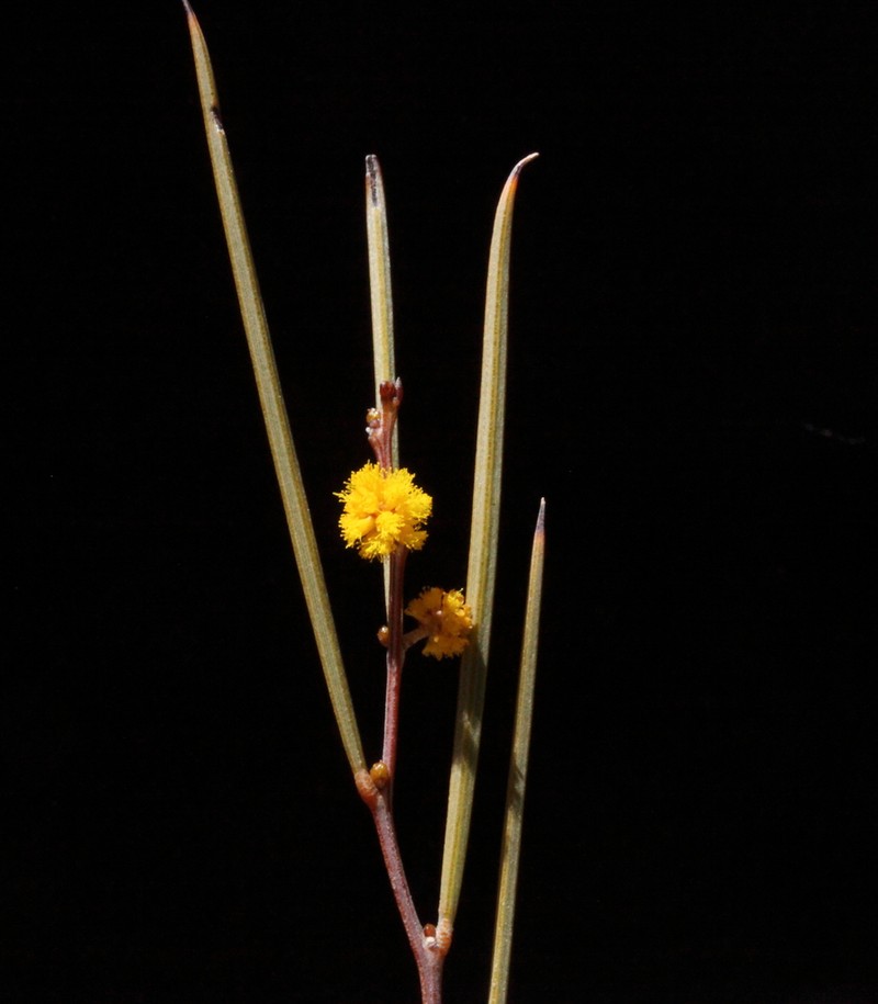 Acacia heteroneura