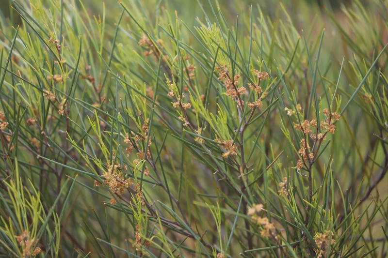Acacia heteroneura photo 2
