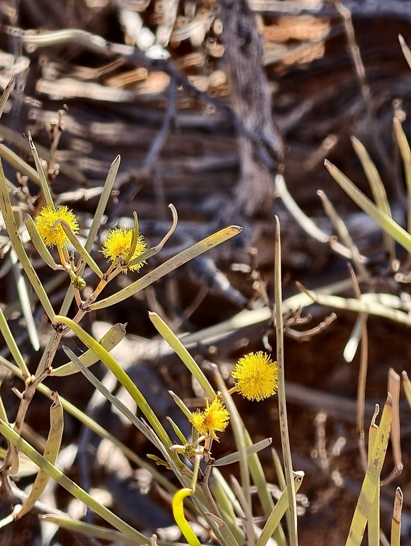 Acacia heteroneura photo 3
