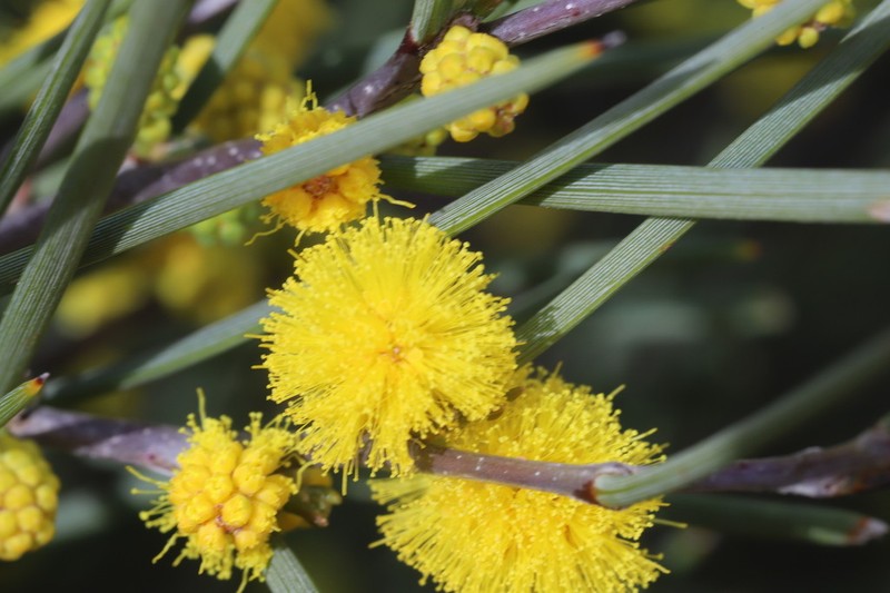 Acacia heteroneura photo 4