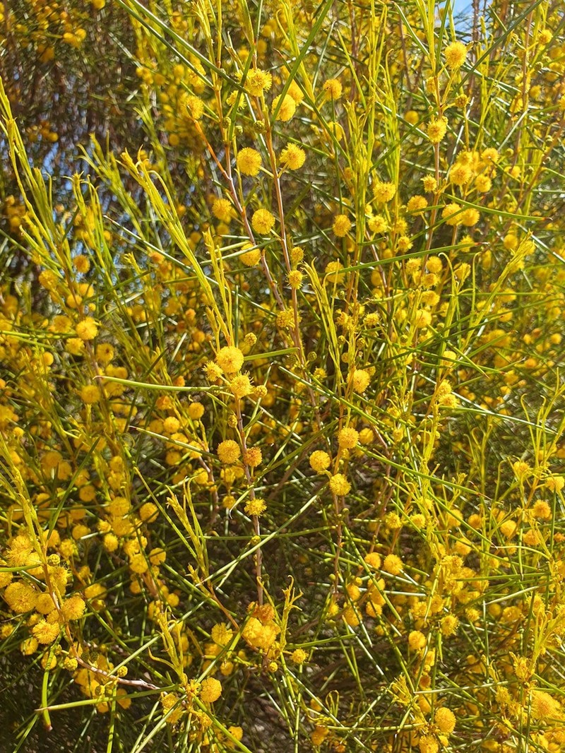 Acacia heteroneura photo 5