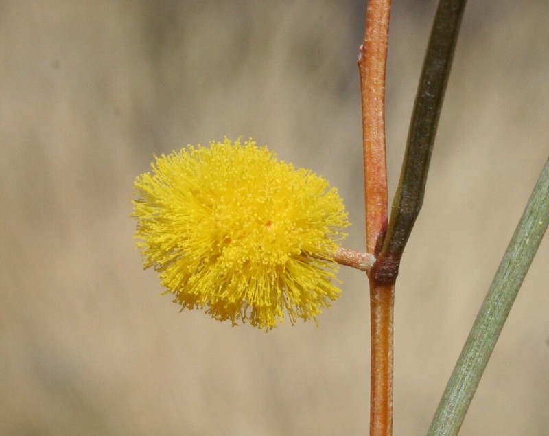 Acacia heteroneura photo 6