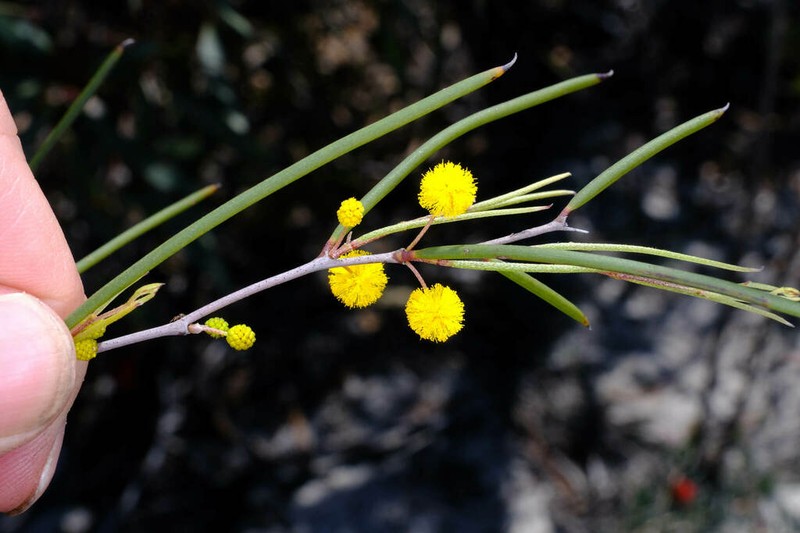Acacia heteroneura photo 7