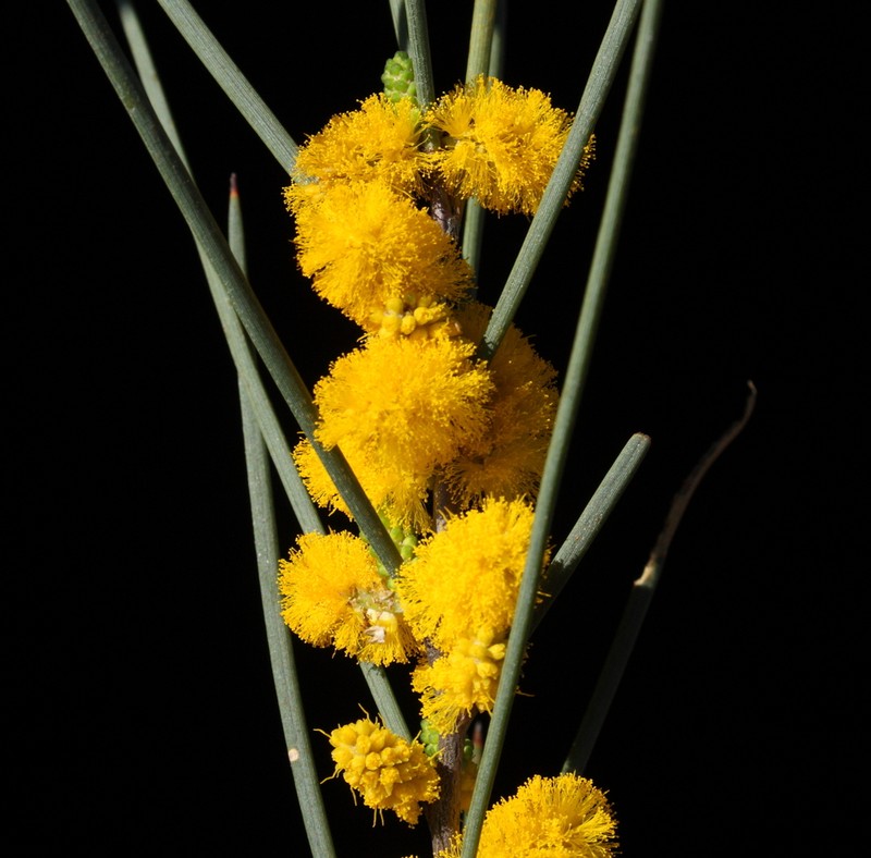 Acacia heteroneura photo 8