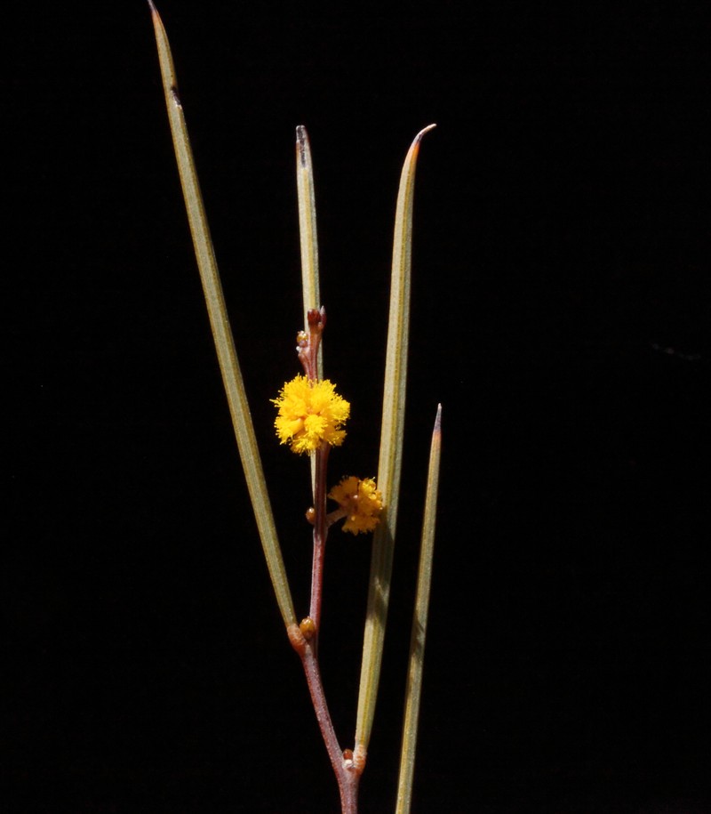 Acacia heteroneura var. jutsonii photo 2