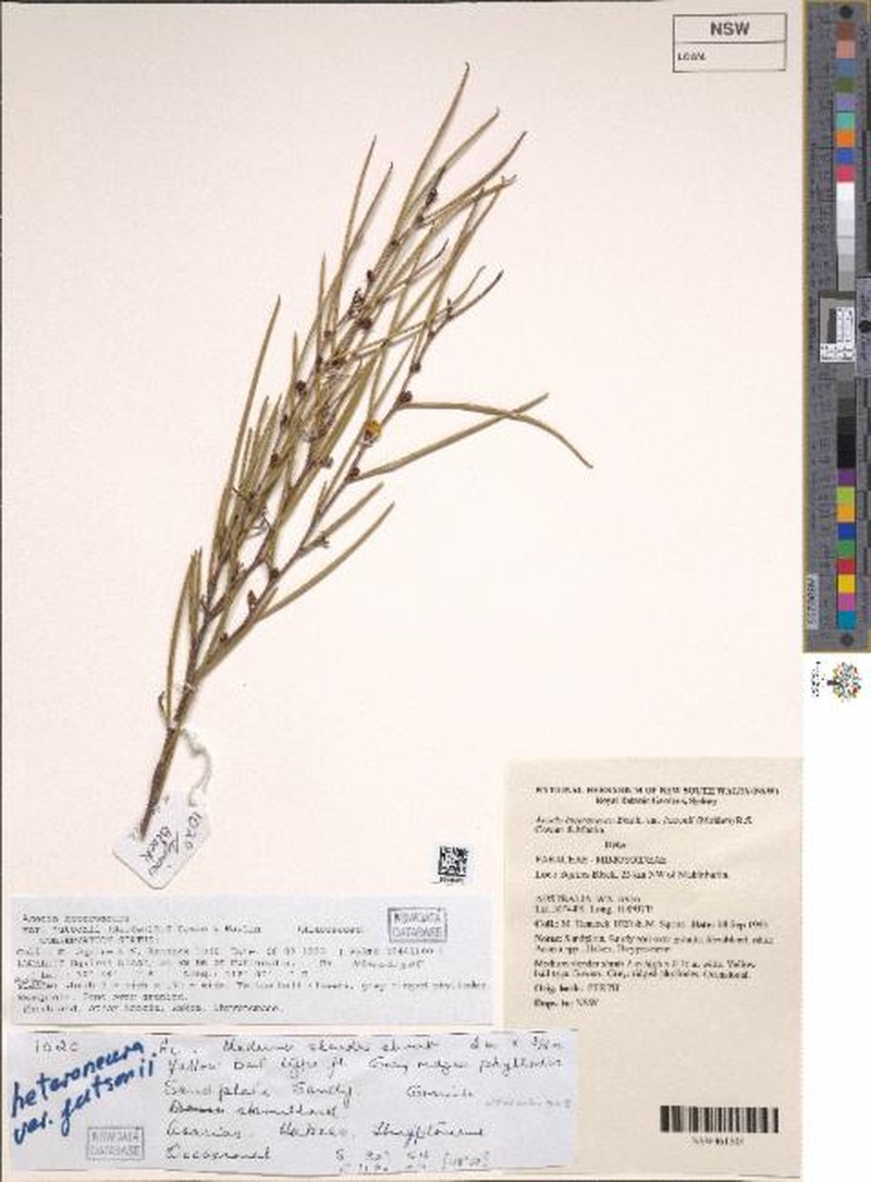 Acacia heteroneura var. jutsonii photo 3