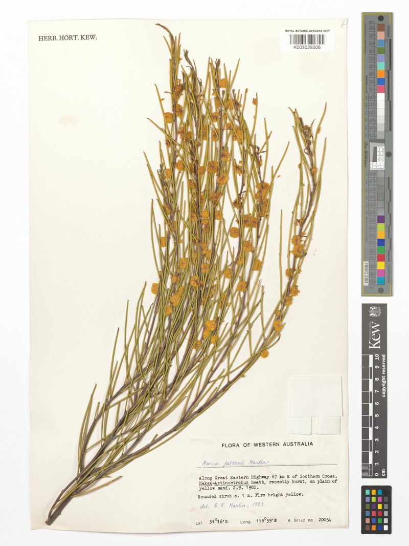 Acacia heteroneura var. jutsonii