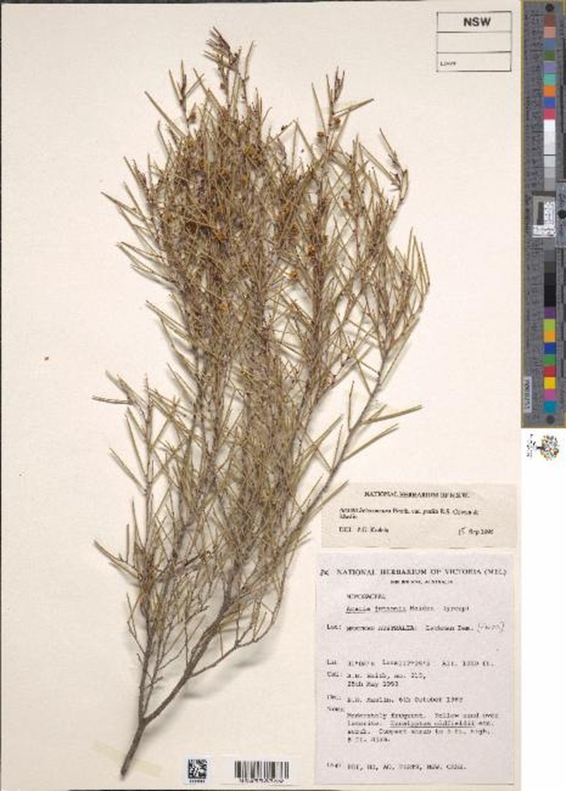 Acacia heteroneura var. petila