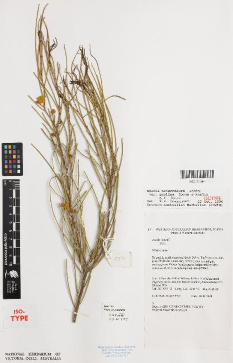 Acacia heteroneura var. prolixa photo 2