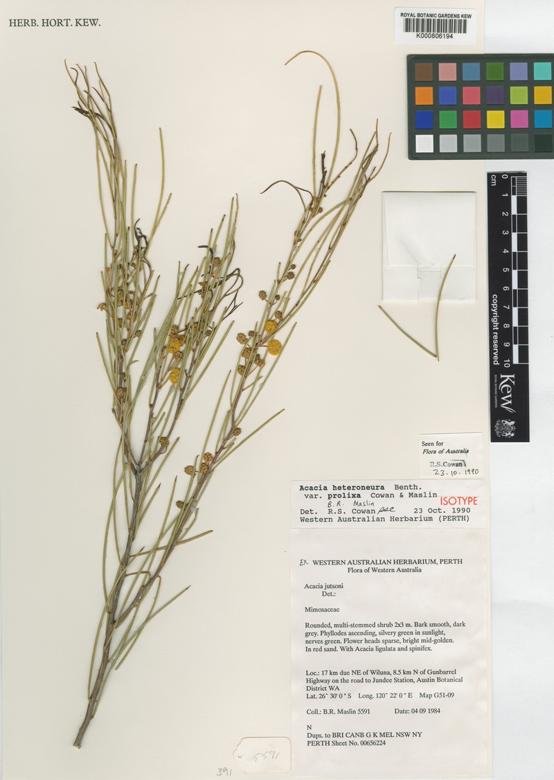 Acacia heteroneura var. prolixa