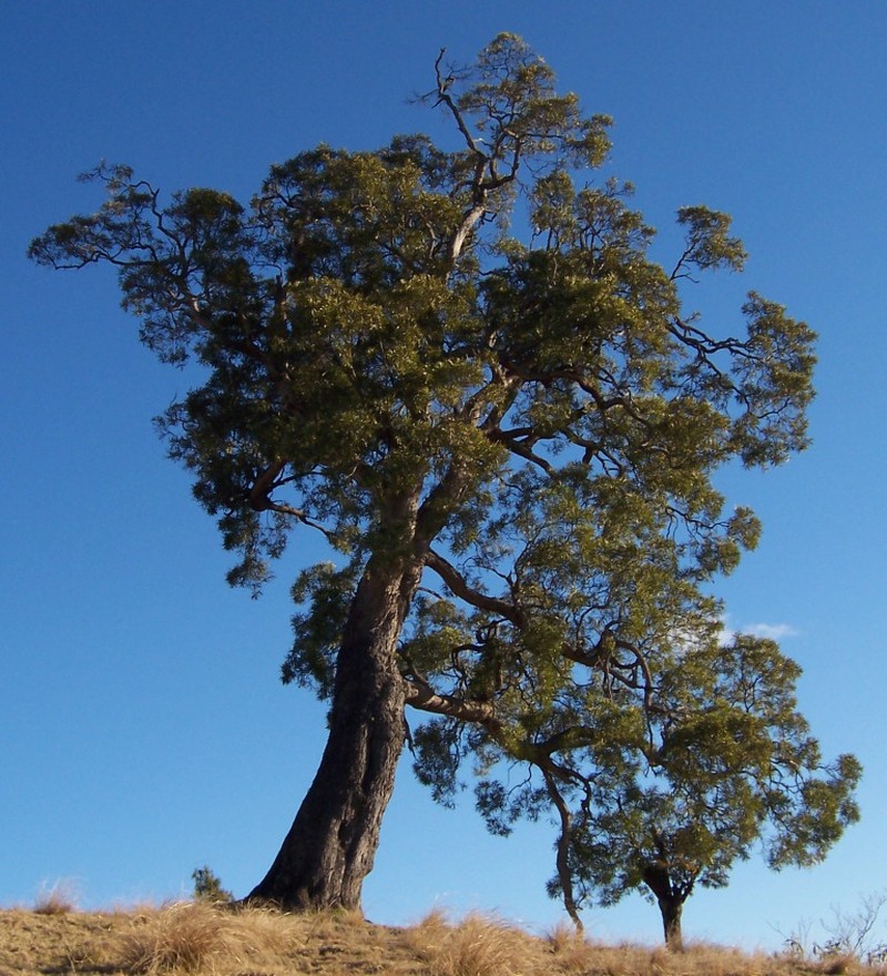 Acacia heterophylla