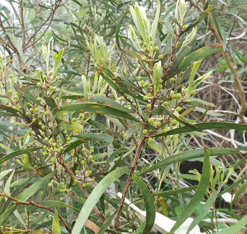 Acacia heterophylla photo 4