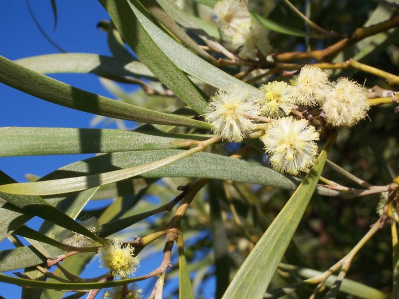 Acacia heterophylla photo 5