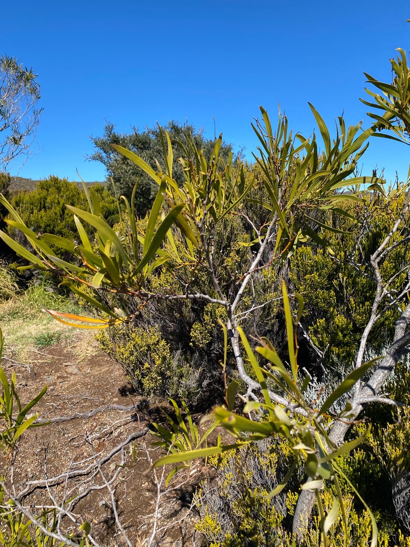 Acacia heterophylla photo 8
