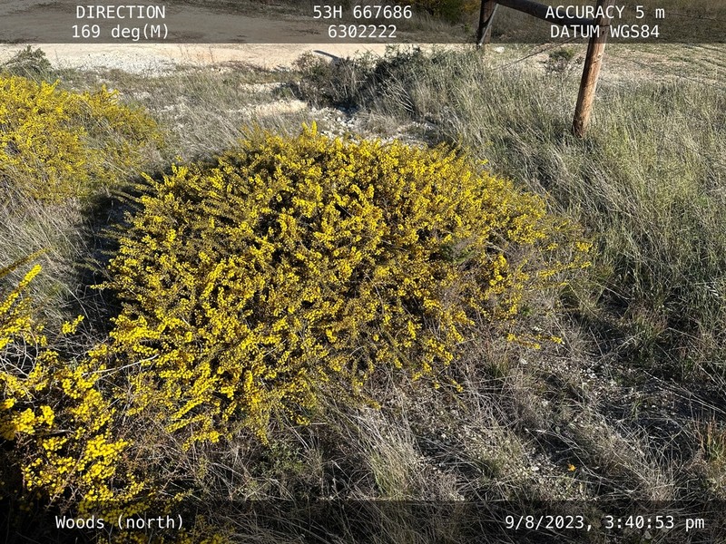 Acacia hexaneura photo 3