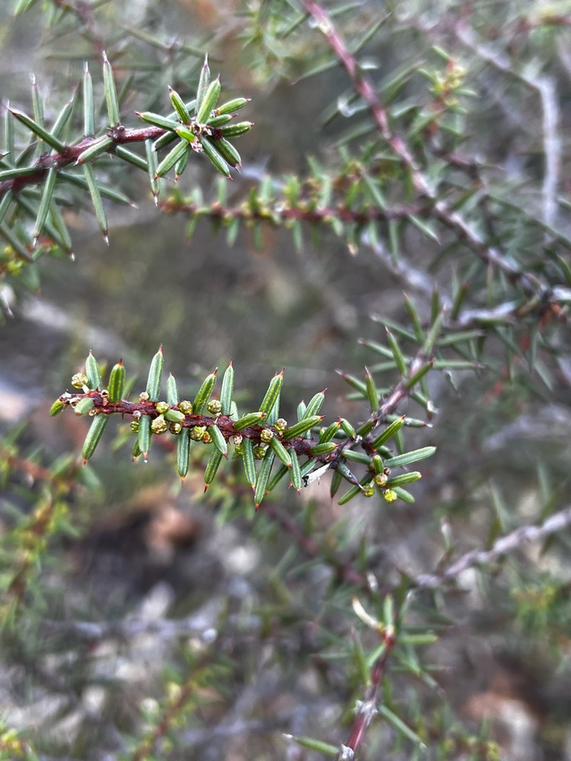 Acacia hexaneura photo 4