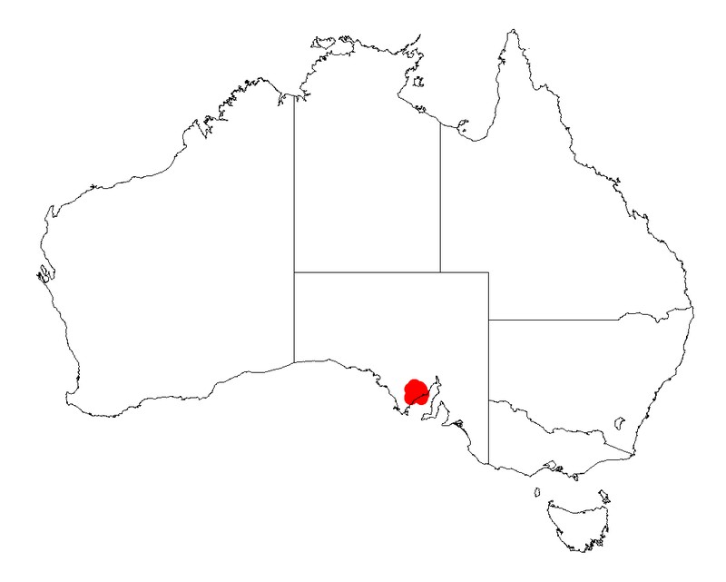 Acacia hexaneura
