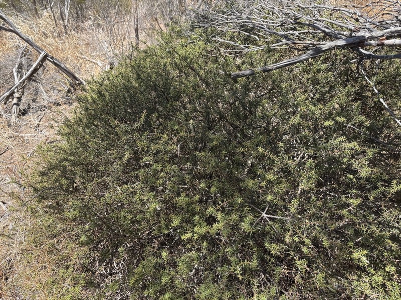 Acacia hexaneura photo 2