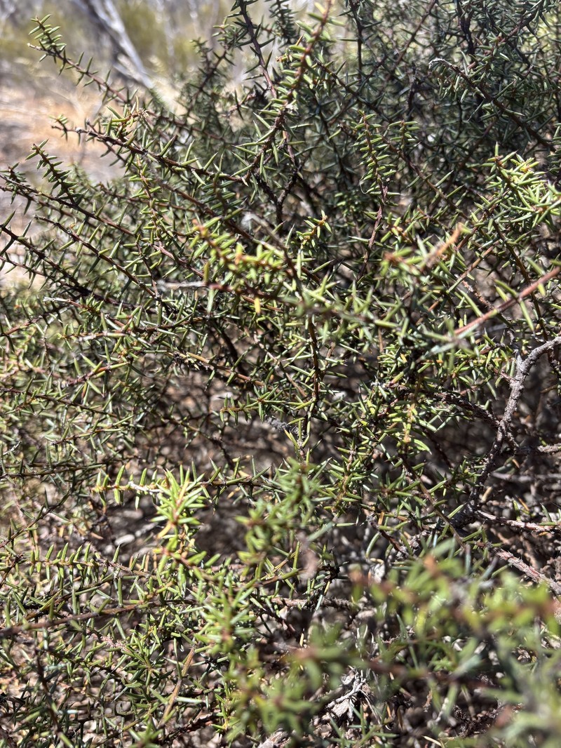 Acacia hexaneura photo 3