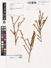 Acacia hierochoensis