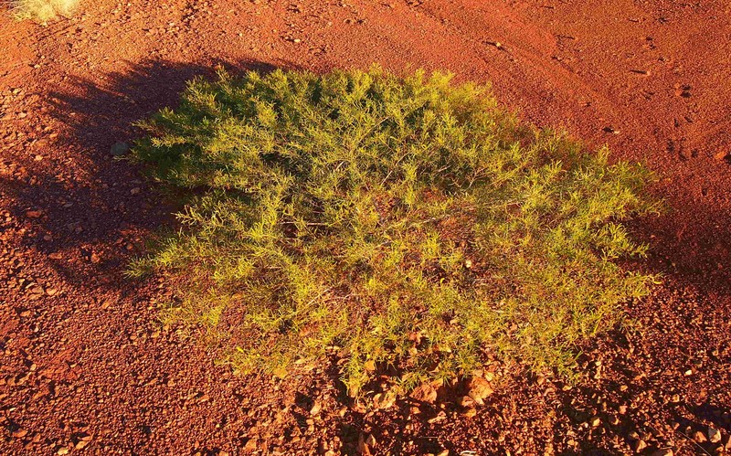 Acacia hilliana