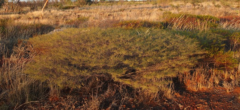 Acacia hilliana photo 8